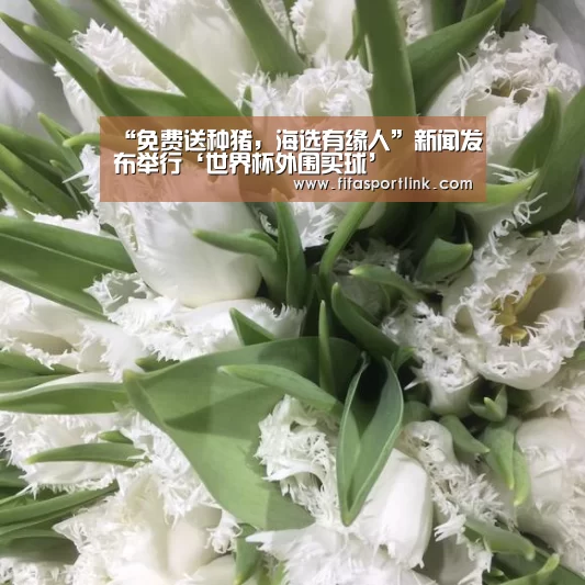 “免费送种猪,海选有缘人”新闻发布举行‘世界杯外围买球’(图1) 2026世界杯